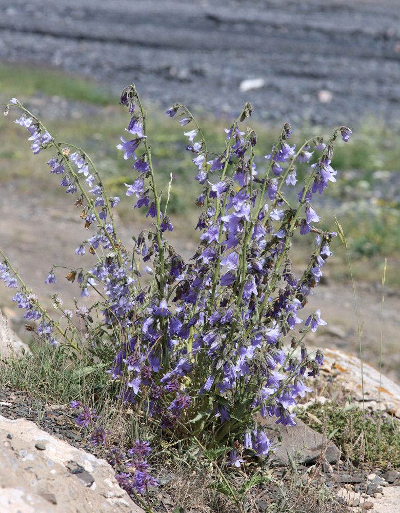 Image of Campanula sarmatica specimen.