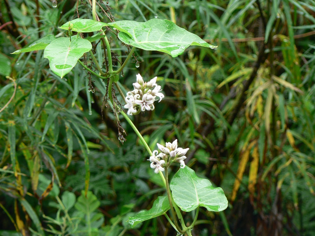 Image of Metaplexis japonica specimen.