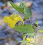 Impatiens noli-tangere. Верхушка цветущего побега. Пермский край, Оханский р-н, Тулумбаихинское сельское поселение, Кунчурихинский бор, устье ручья. 08.08.2021.