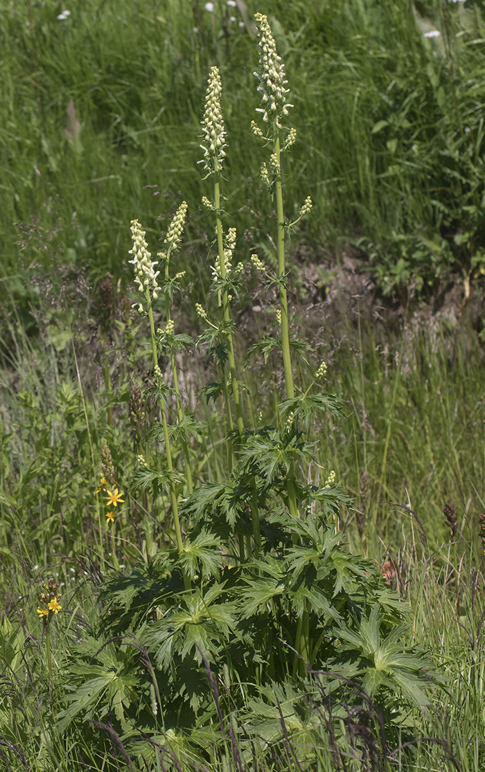 Image of Aconitum orientale specimen.