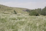 Clematis songorica. Заросли цветущего клематиса в долине р. Шарын. Юго-восточный Казахстан, 20 августа 2007 г.