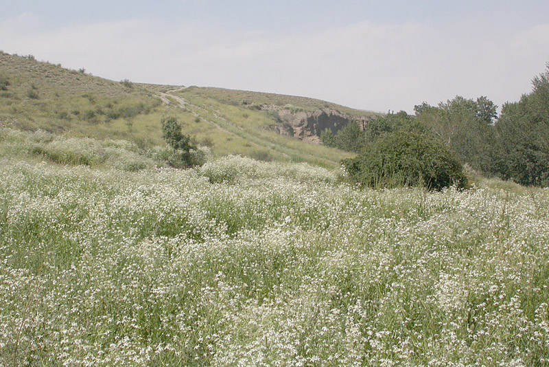 Image of Clematis songorica specimen.