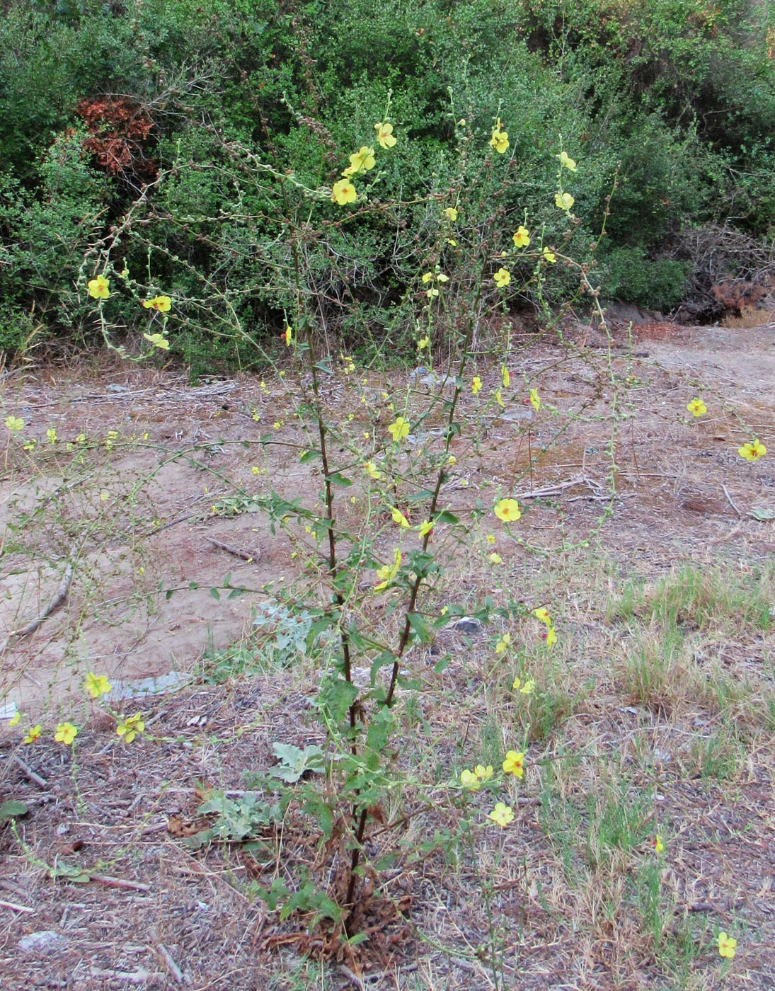 Изображение особи Verbascum sinuatum.