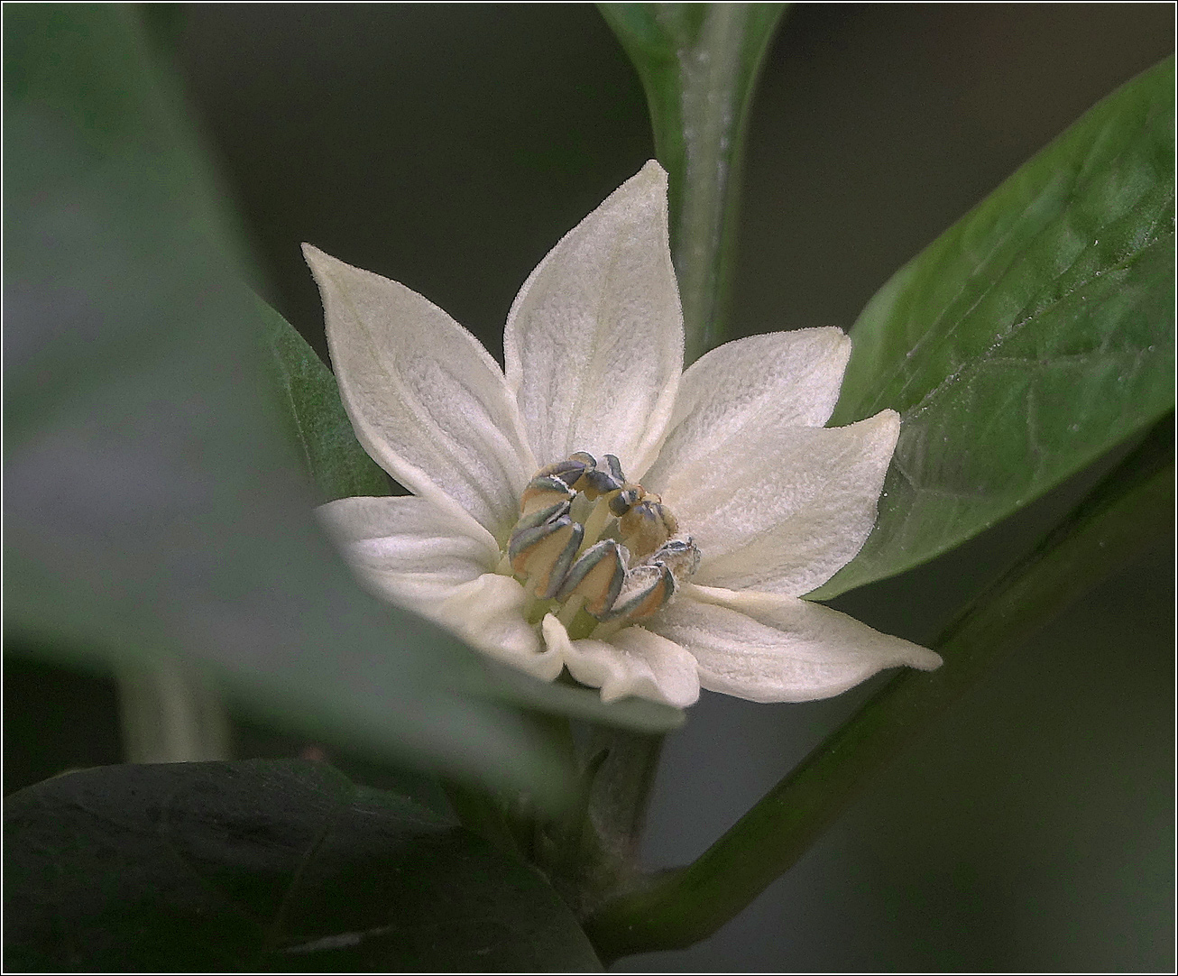 Изображение особи Capsicum annuum.