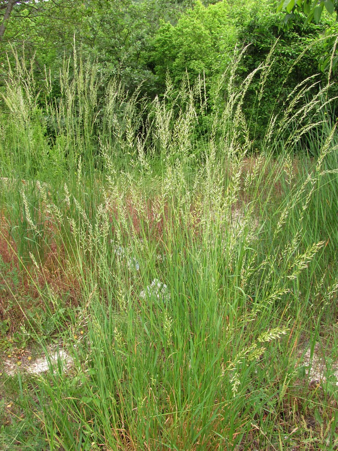 Изображение особи Arrhenatherum elatius.