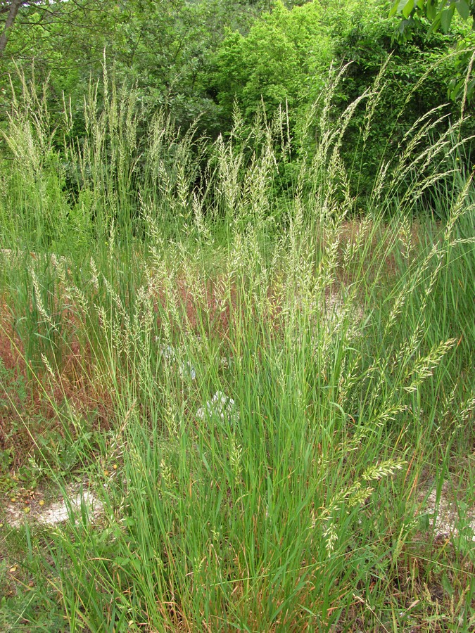 Image of Arrhenatherum elatius specimen.