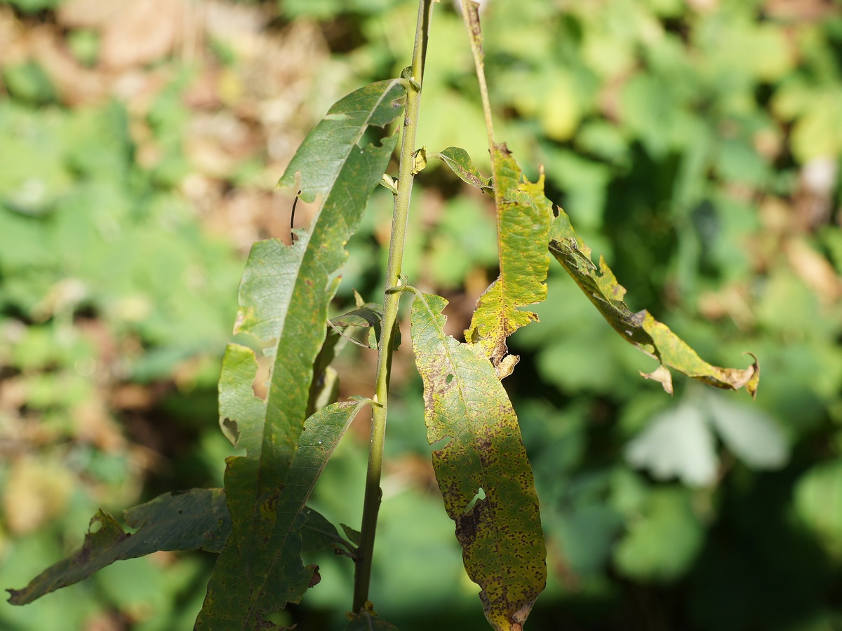 Image of Salix gmelinii specimen.