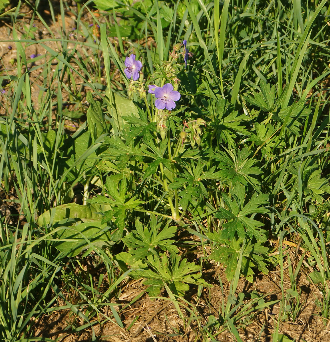 Изображение особи Geranium pratense.