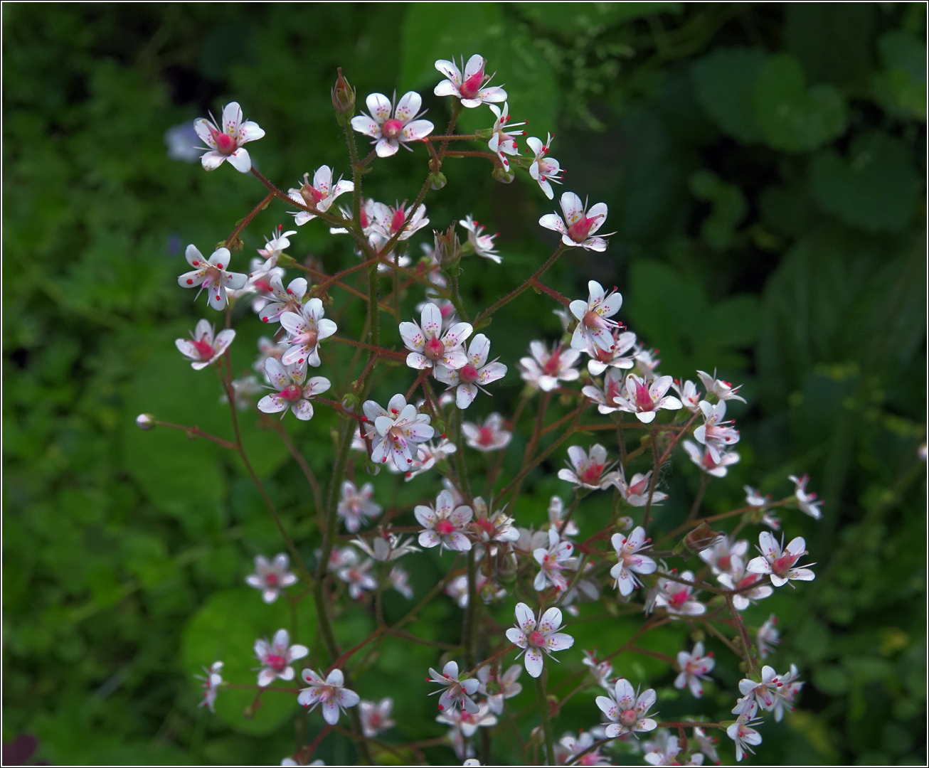 Изображение особи Saxifraga umbrosa.