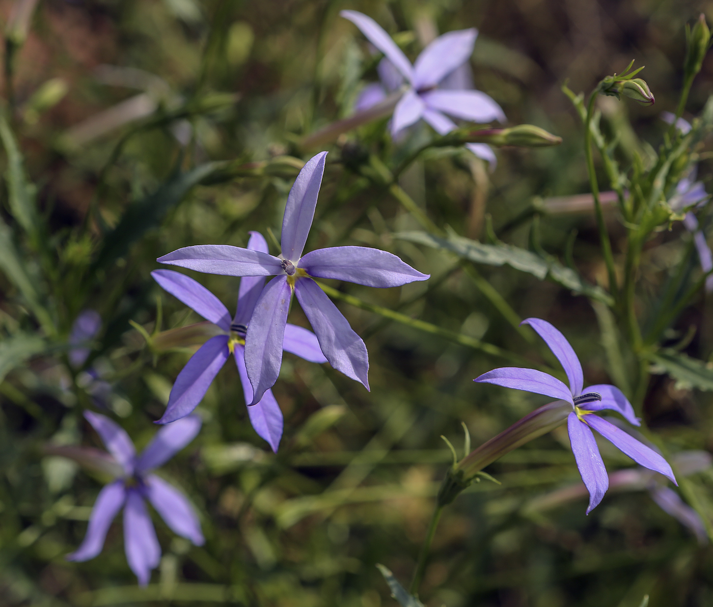 Image of Isotoma axillaris specimen.