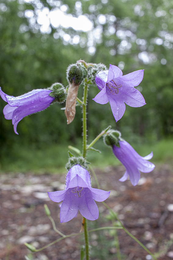 Изображение особи Campanula komarovii.