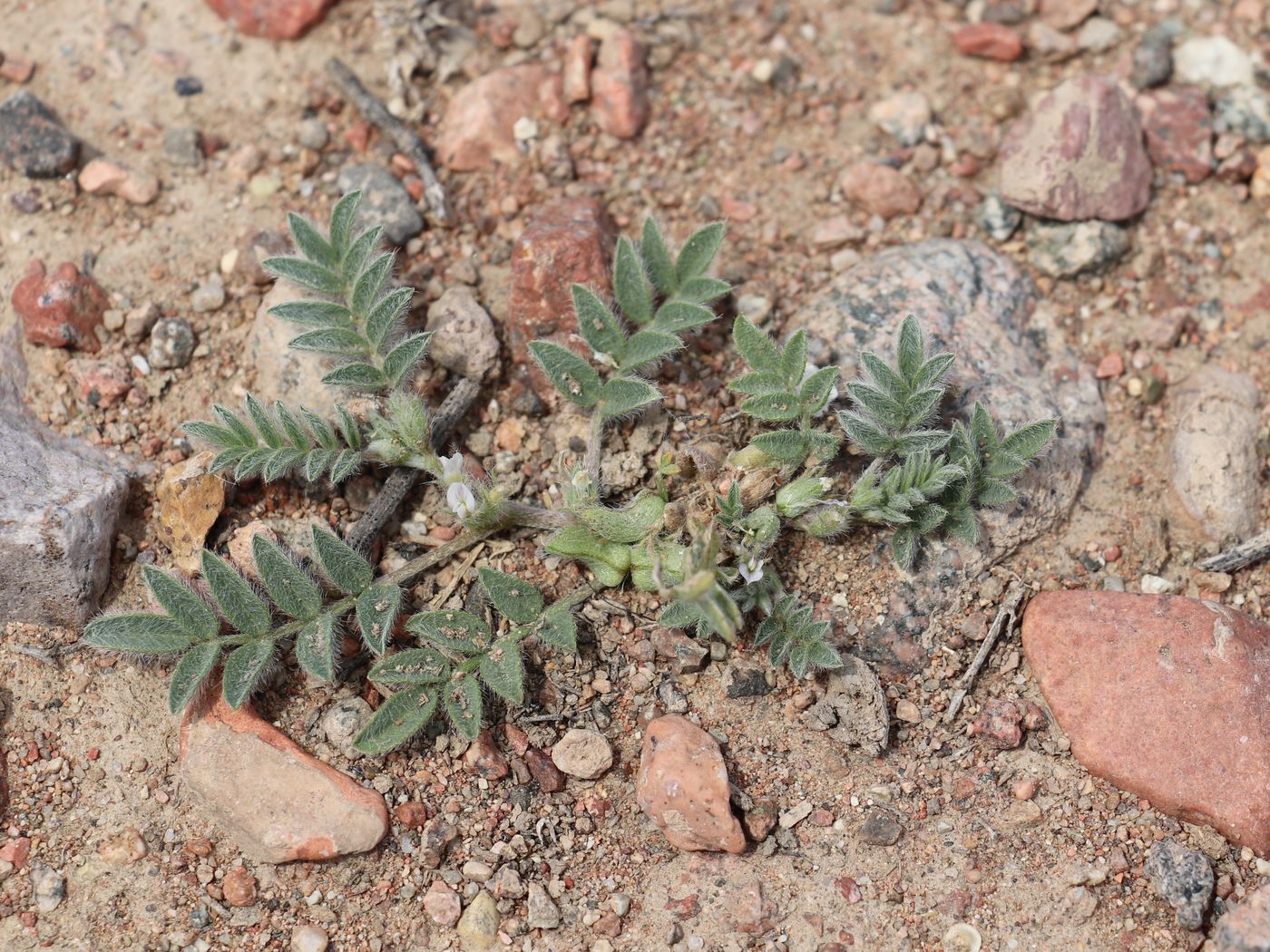 Image of Astragalus tribuloides specimen.