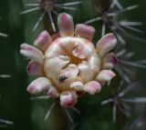 genus Cereus