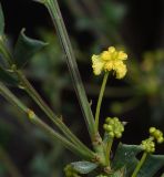 Acacia truncata