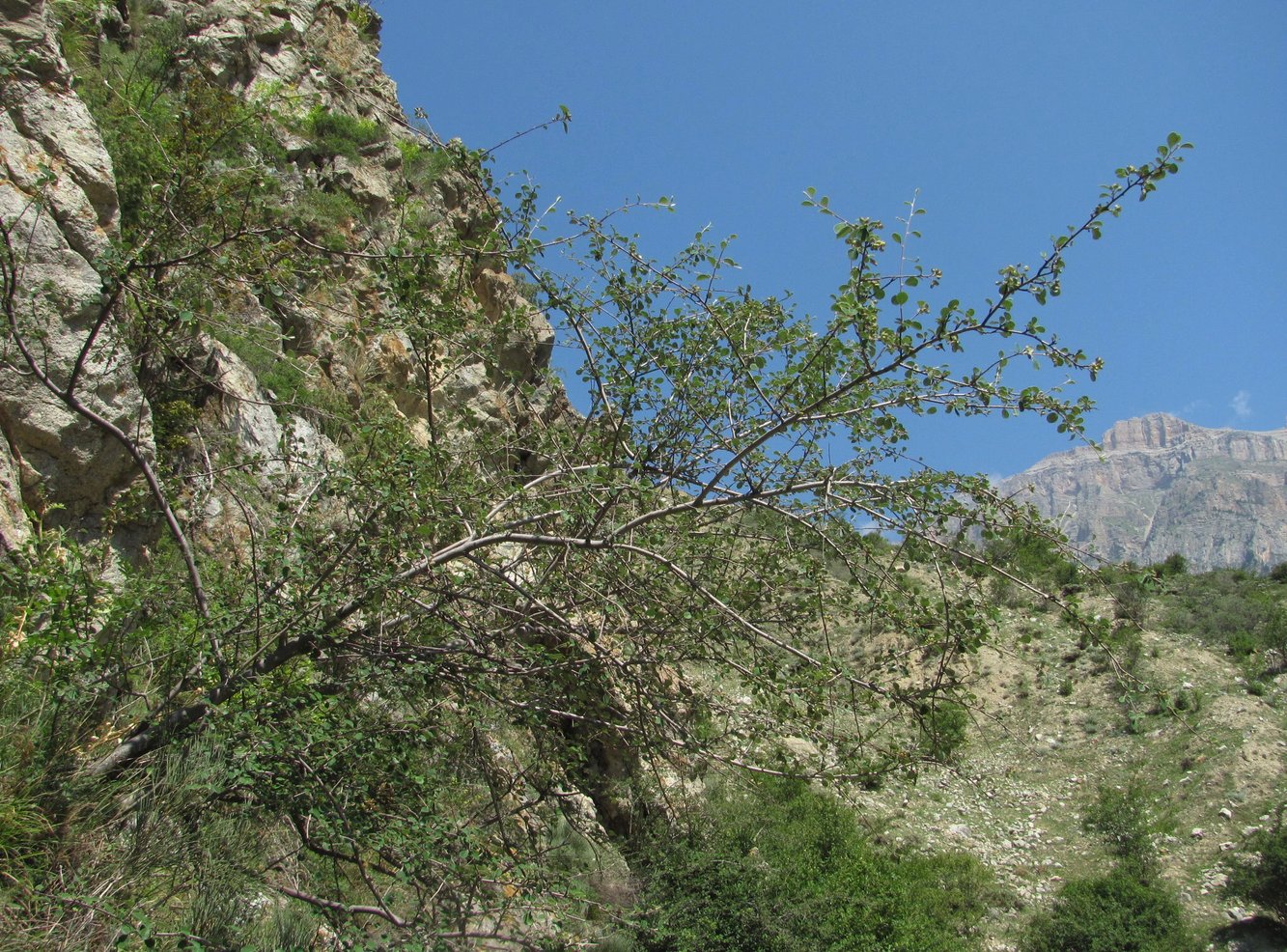 Image of Cotoneaster melanocarpus specimen.