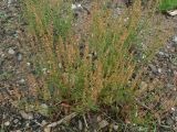 Rumex acetosella