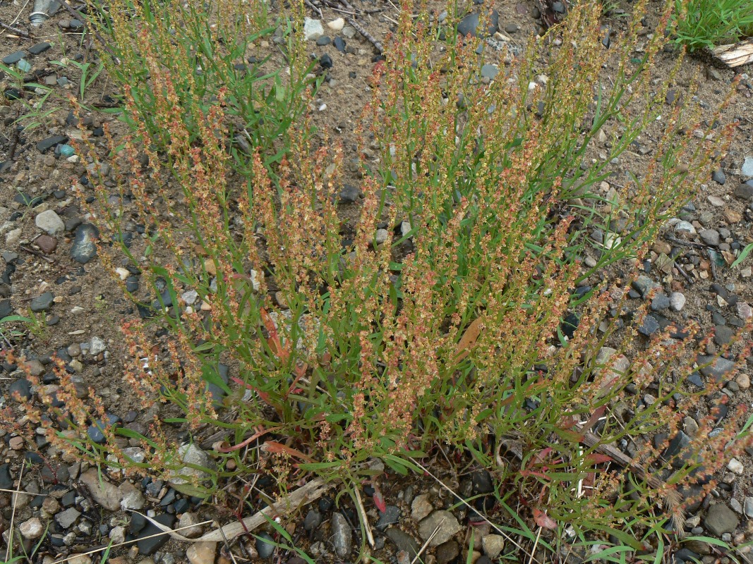 Изображение особи Rumex acetosella.