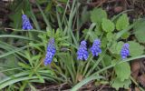 Muscari botryoides