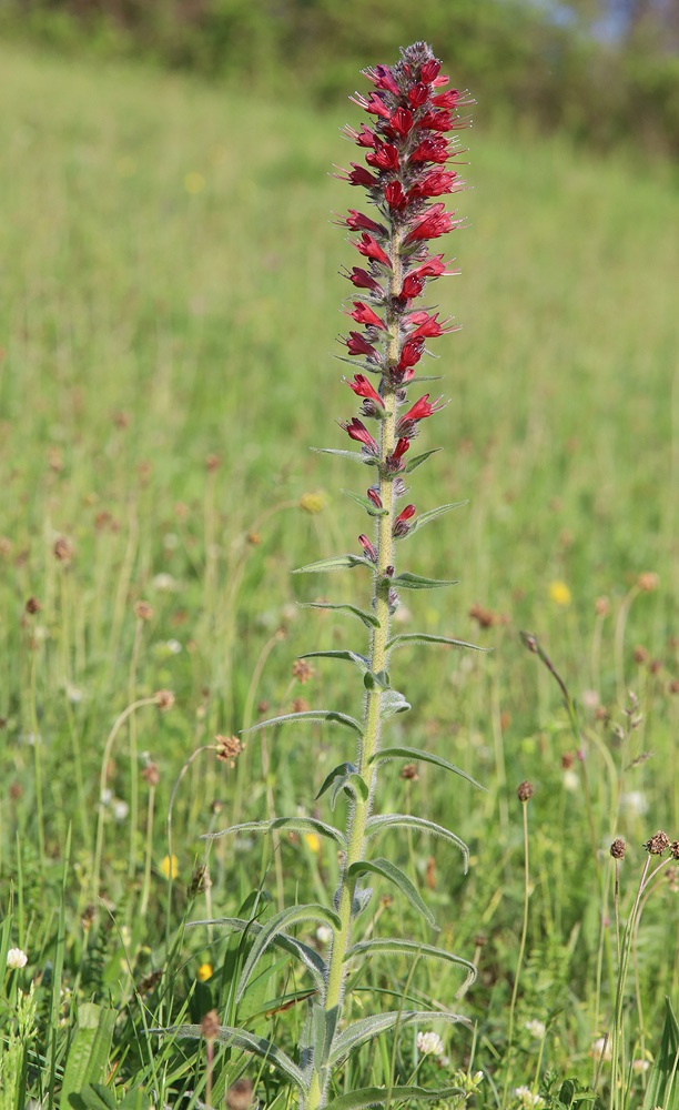 Изображение особи Echium russicum.