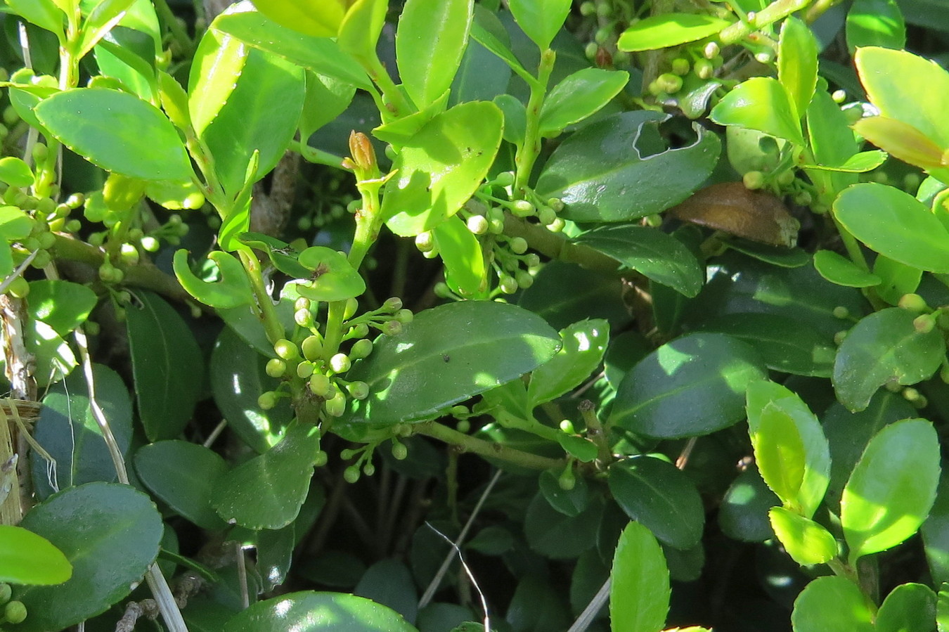 Изображение особи Ilex crenata.