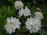 Rhododendron souliei. Верхушки веток с соцветиями. Санкт-Петербург, парк Ботанического сада БИН РАН, в культуре. 03.06.2022.