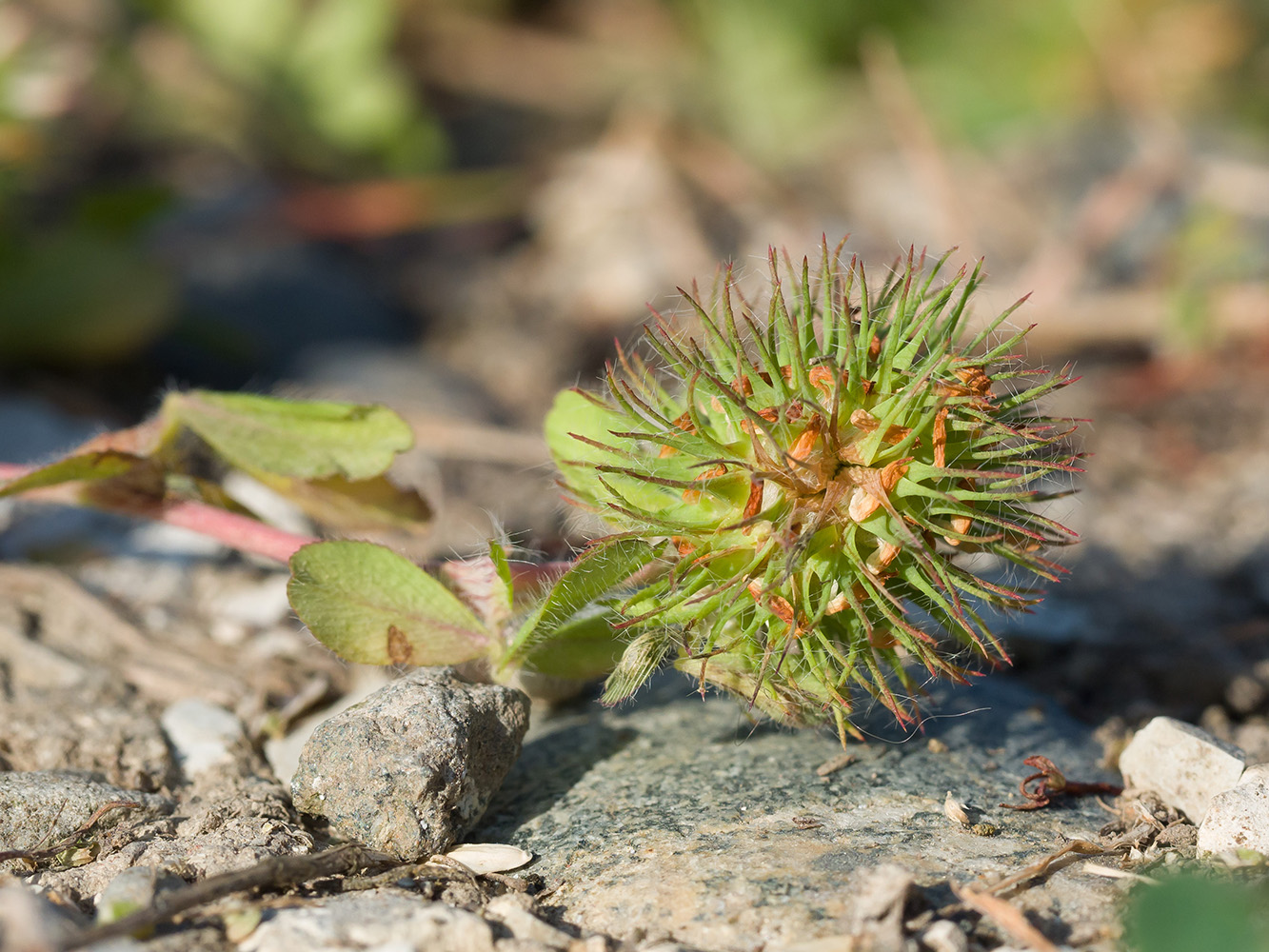 Image of Trifolium lappaceum specimen.
