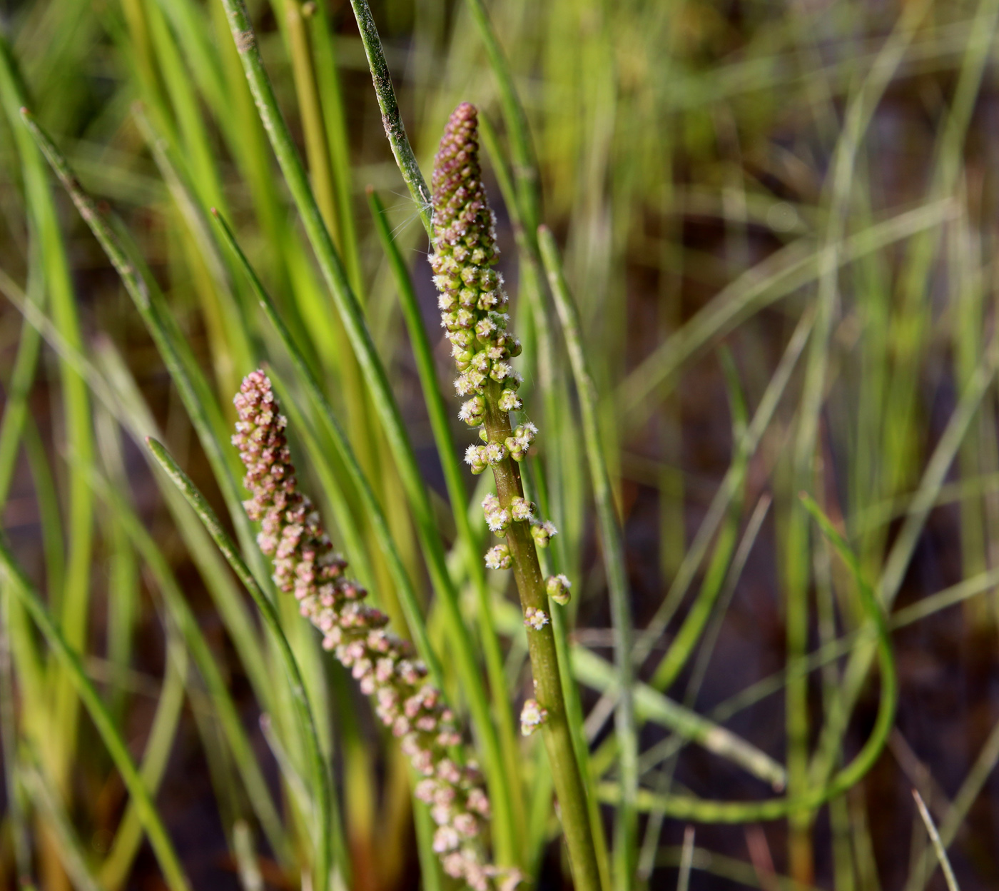 Image of Triglochin maritima specimen.