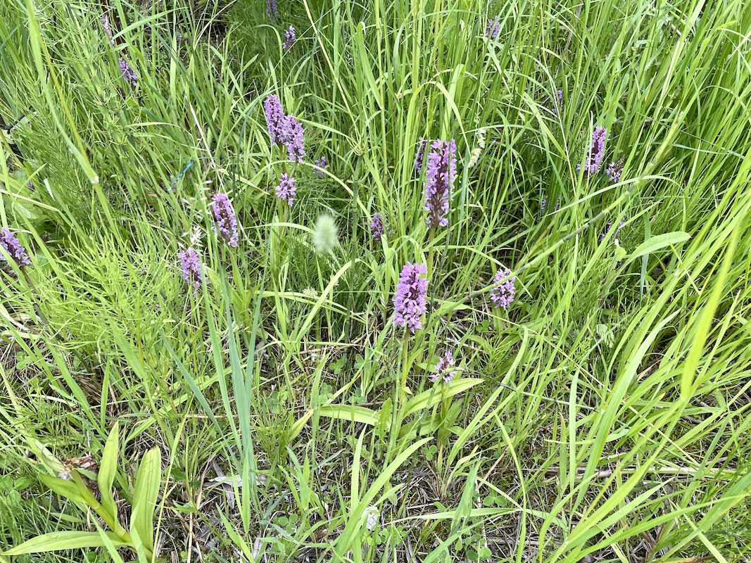 Изображение особи род Dactylorhiza.