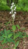 Cephalanthera longifolia