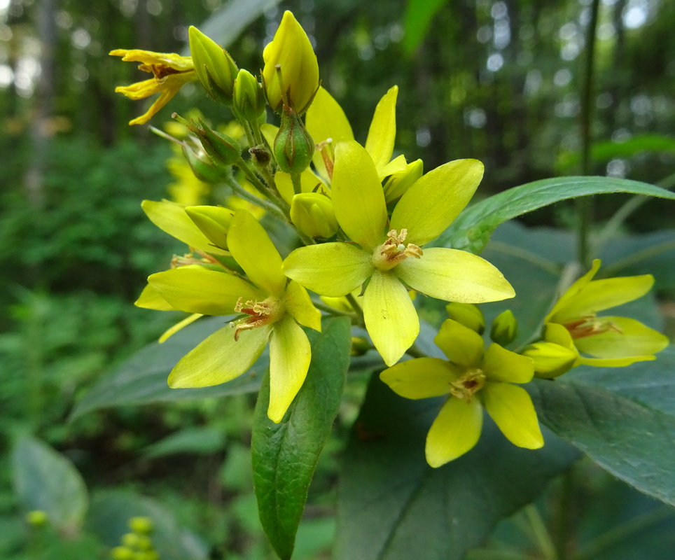 Image of Lysimachia vulgaris specimen.