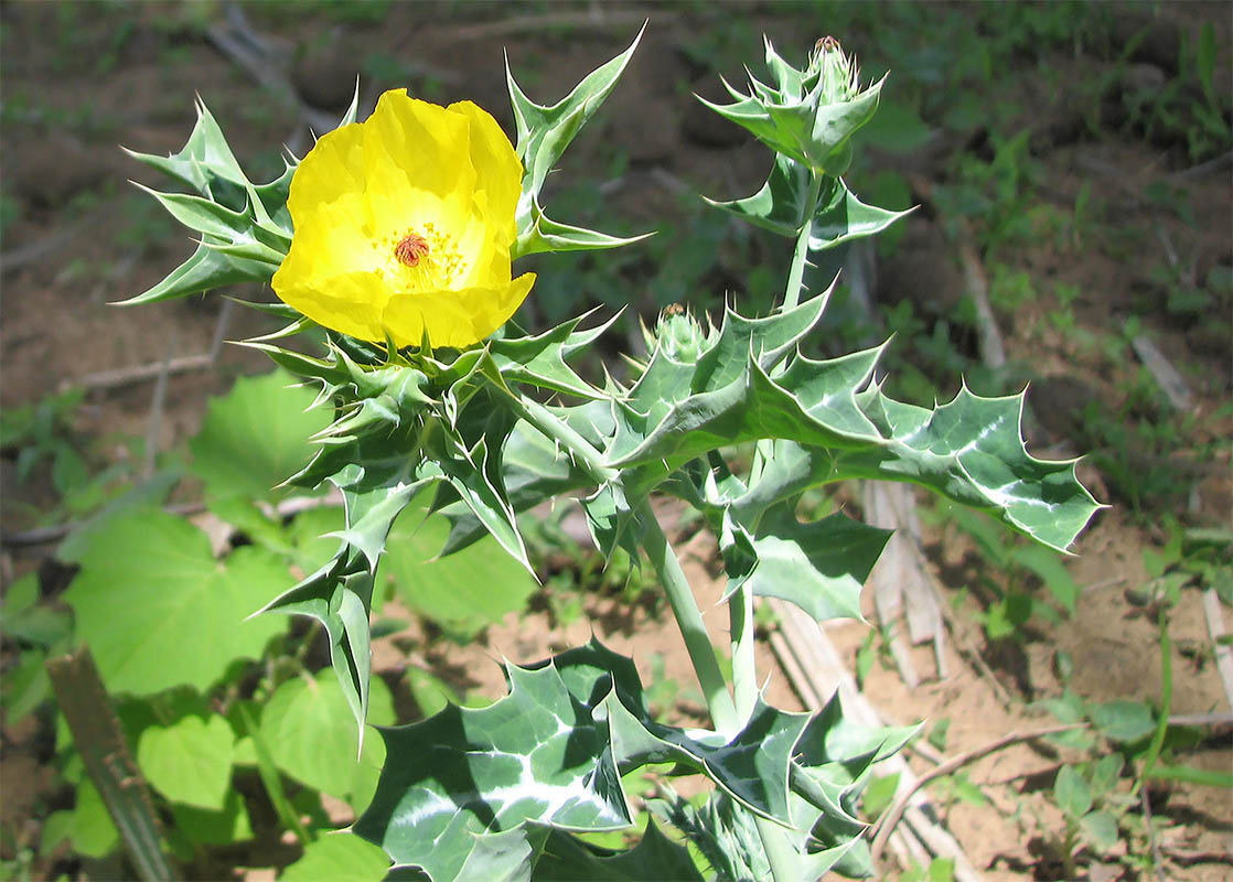 Image of Argemone mexicana specimen.