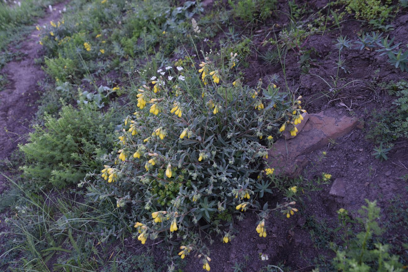 Image of Onosma caucasica specimen.