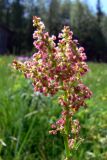 Rumex thyrsiflorus. Верхушка цветущего растения. Свердловская обл., окр. г. Североуральск, подножие Сосьвинского хребта, долина р. Большая Сосьва, поляна в смешанном лесу. 29.06.2010.