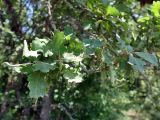 genus Quercus. Верхушка побегов. Крым, окр. с. Запрудное, р-н оз. Бирюзовое. 14.07.2021.