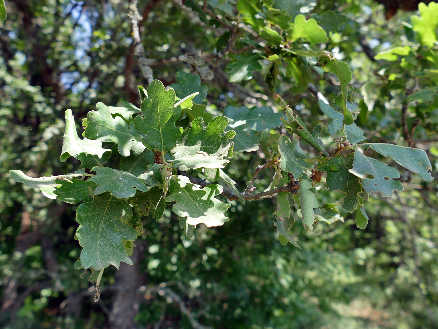 Изображение особи род Quercus.