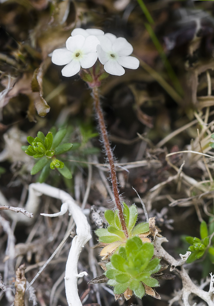 Image of Androsace lehmanniana specimen.