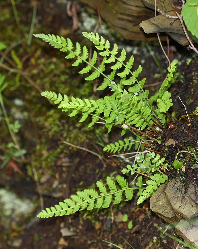 Image of Woodsia subcordata specimen.