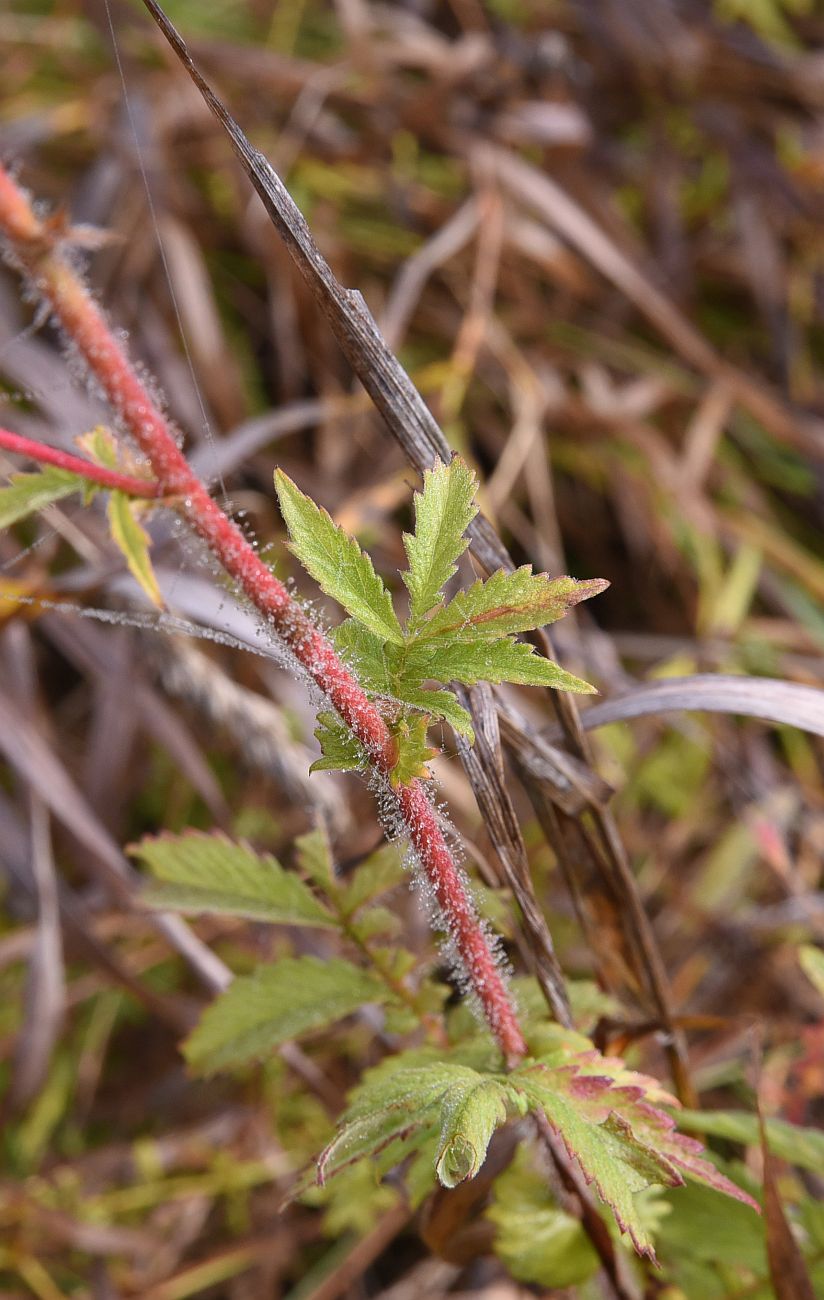 Image of Agrimonia eupatoria specimen.