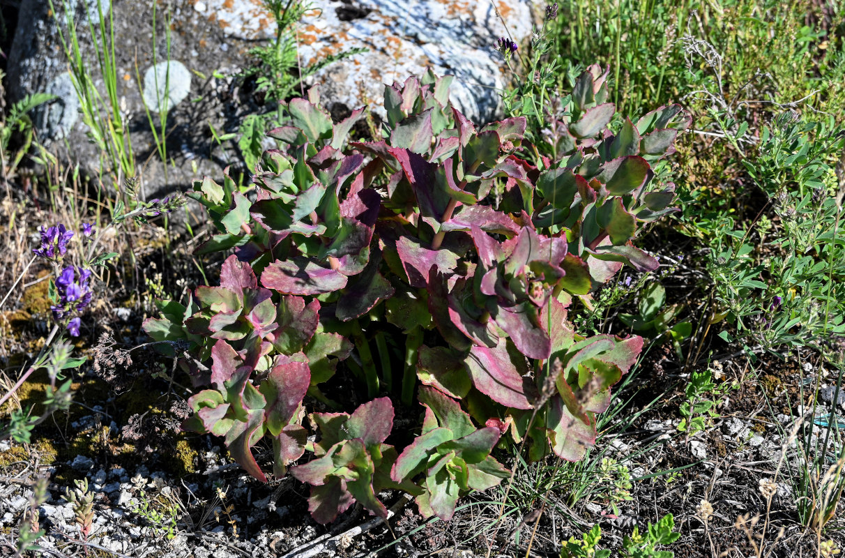 Image of Hylotelephium caucasicum specimen.