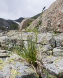 Carex acrifolia. Цветущее растение. Карачаево-Черкесия, Урупский р-н, Кавказский биосферный заповедник, Имеретинское ущелье, долина р. Имеретинка (в верхнем течении), ≈ 2500 м н.у.м., в расщелине скалы. 27.07.2022.