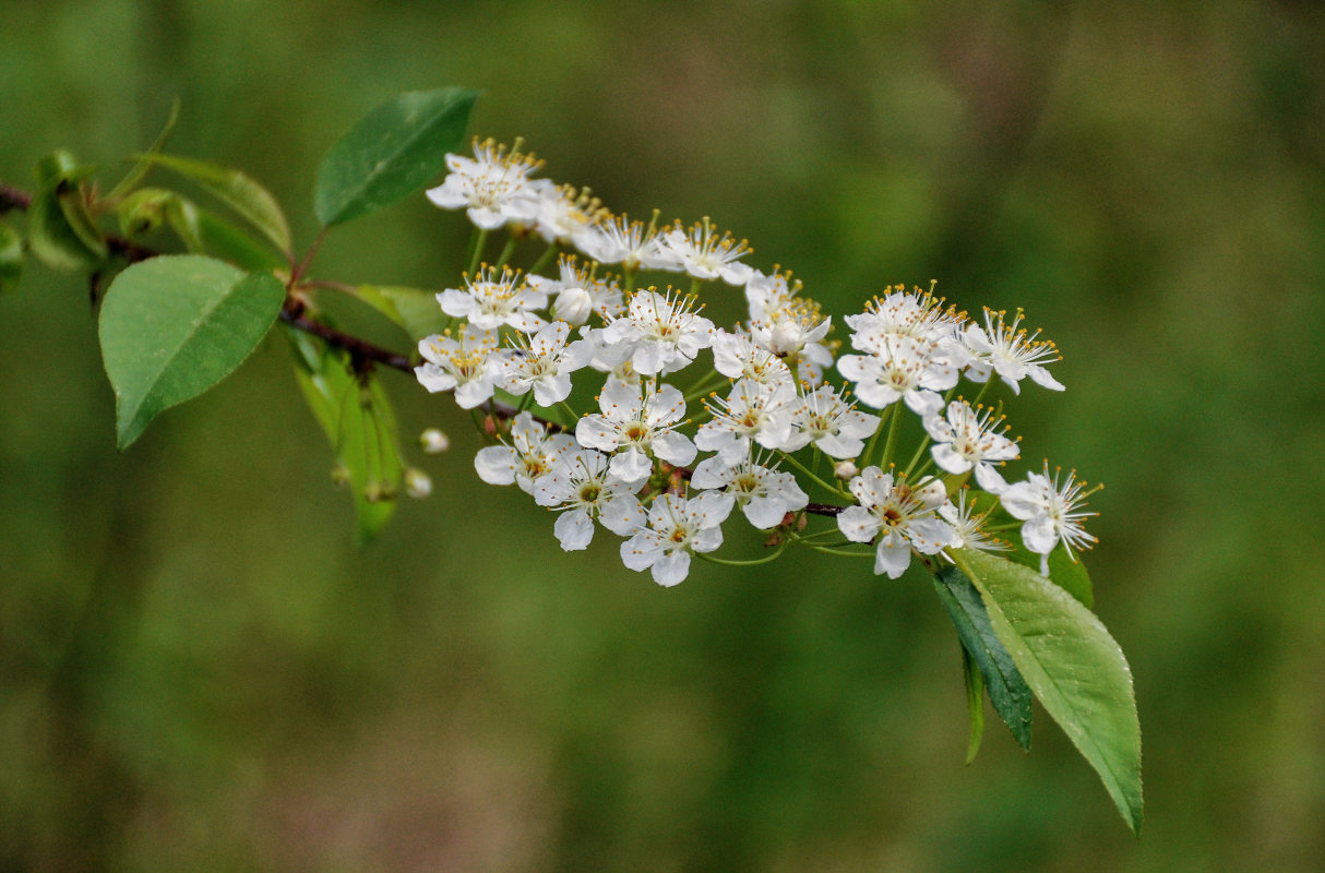 Изображение особи Cerasus pensylvanica.