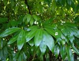 Cocculus laurifolius. Нижние ветви. Абхазия, г. Сухум, Сухумский ботанический сад. 25.09.2022.