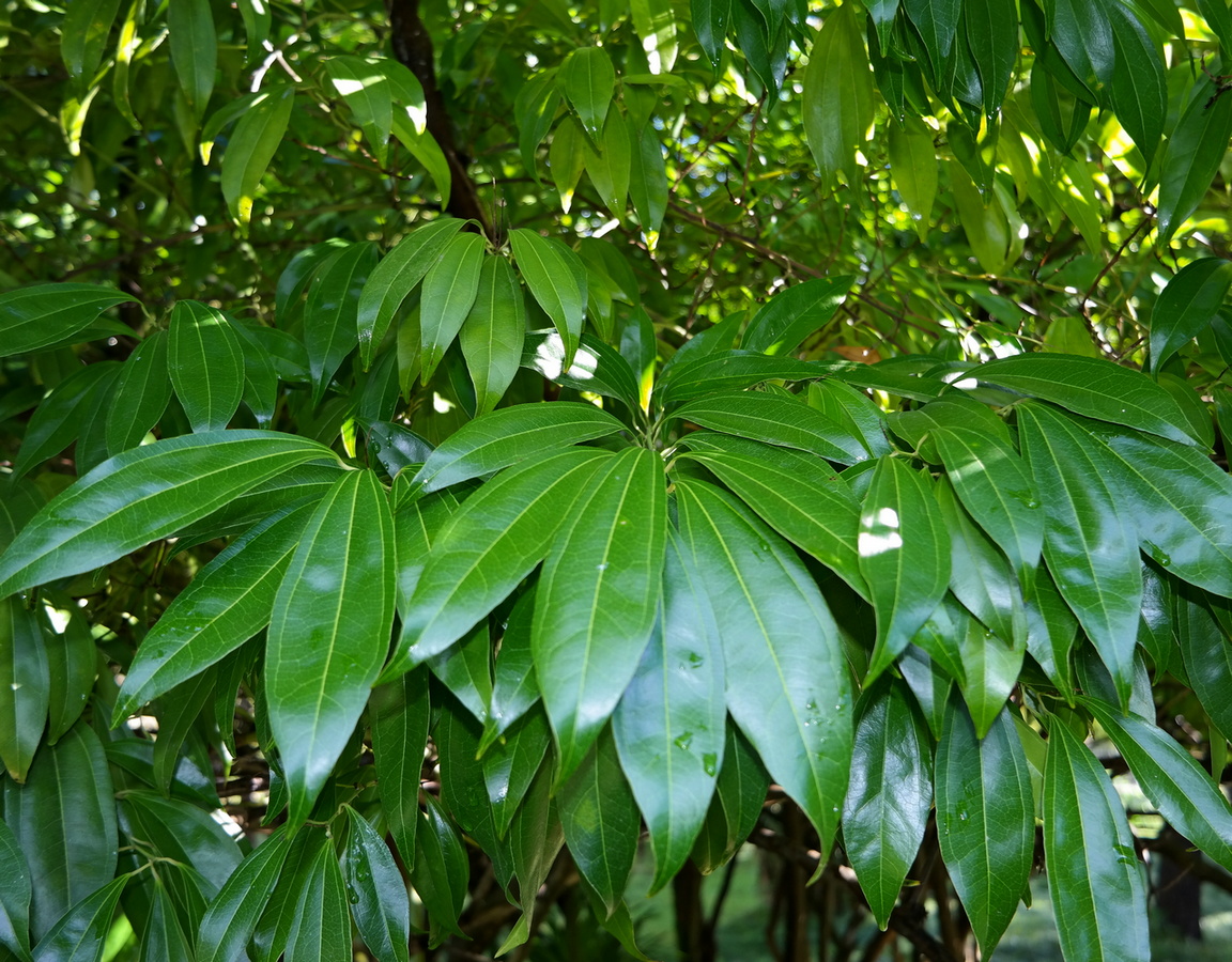 Image of Cocculus laurifolius specimen.