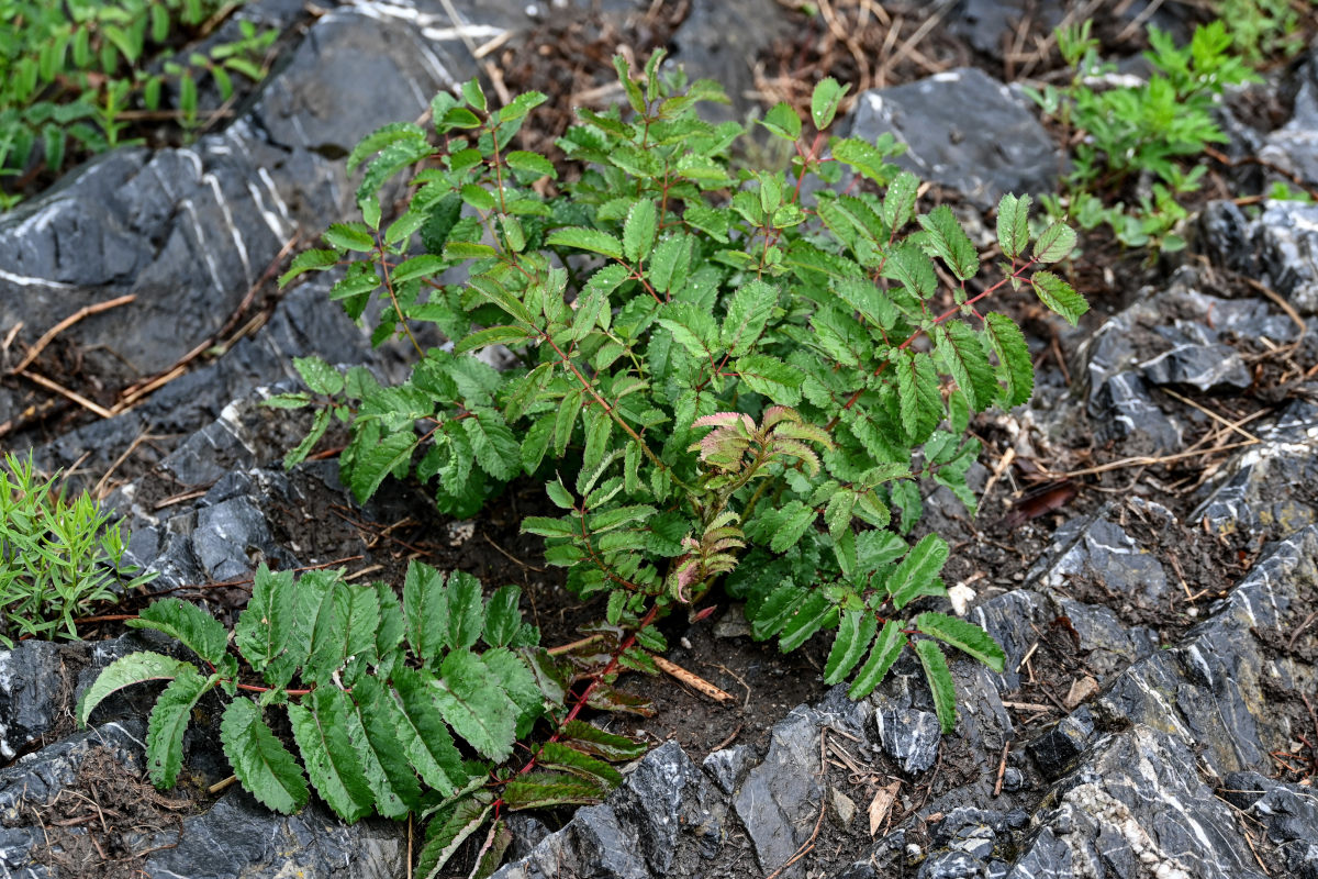 Изображение особи Sanguisorba officinalis.