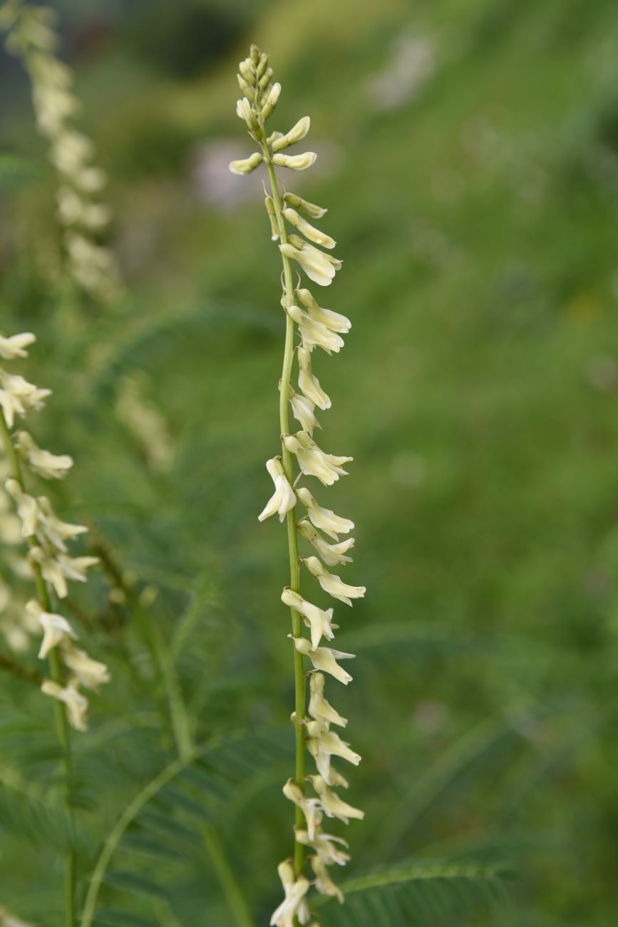 Image of Astragalus galegiformis specimen.
