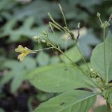 Impatiens parviflora. Соцветие с цветком, бутонами и кормящимися тлями. Москва, ГБС, берег пруда. 15.09.2022.