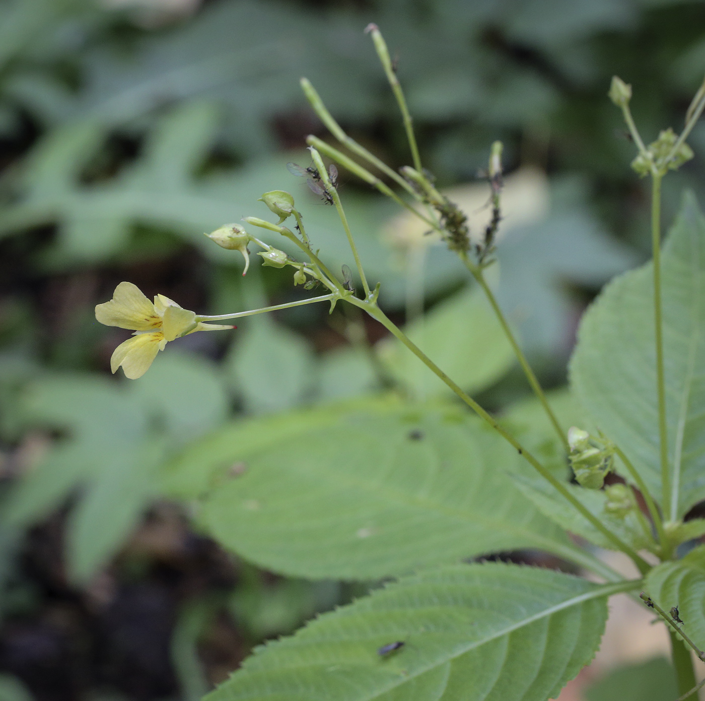 Image of Impatiens parviflora specimen.