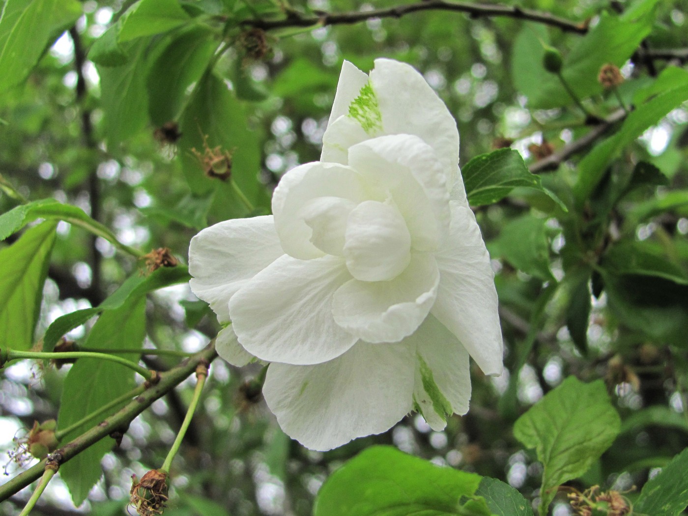 Image of Prunus cerasifera specimen.