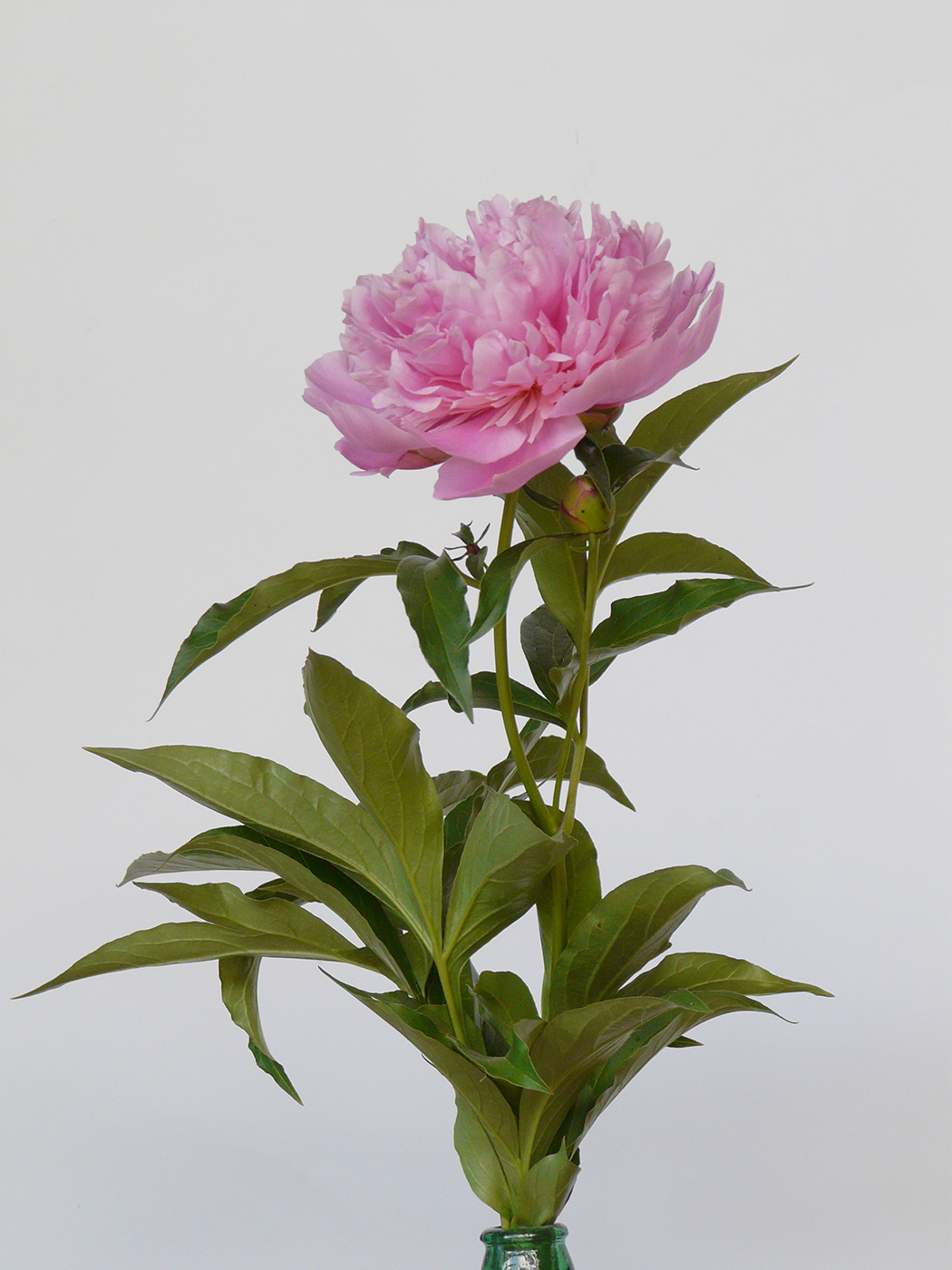 Image of Paeonia lactiflora specimen.