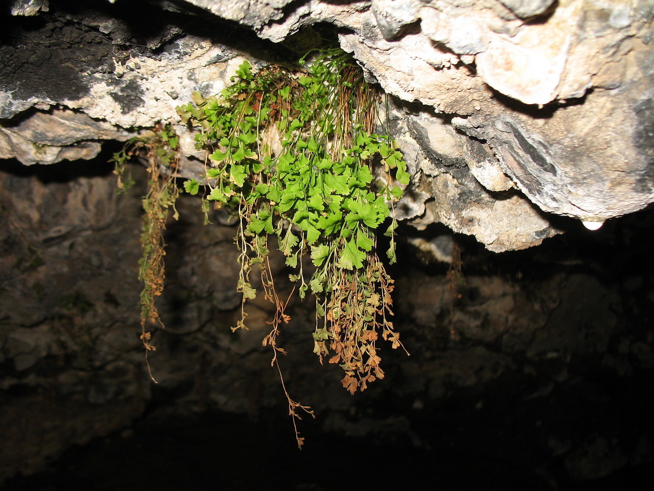 Image of Asplenium ruta-muraria specimen.